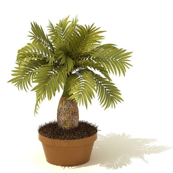 Palm 3D Model